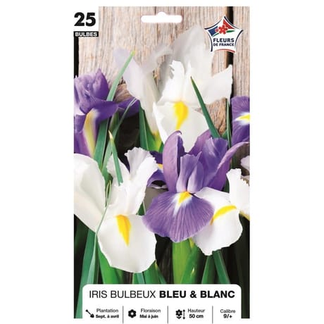 Assortiment iris bleu et blanc 9/+ x25