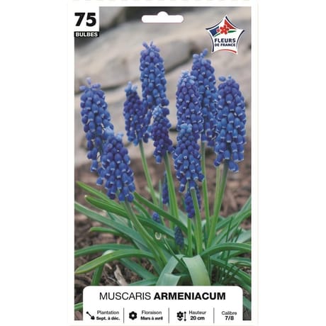 Muscari armeniacum 7/+ x75