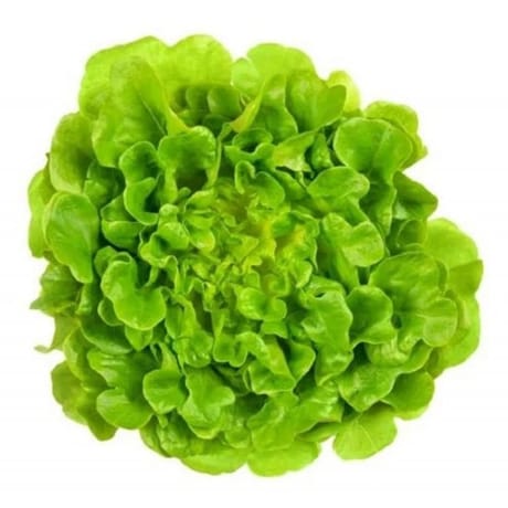Salade Feuille de chêne blonde