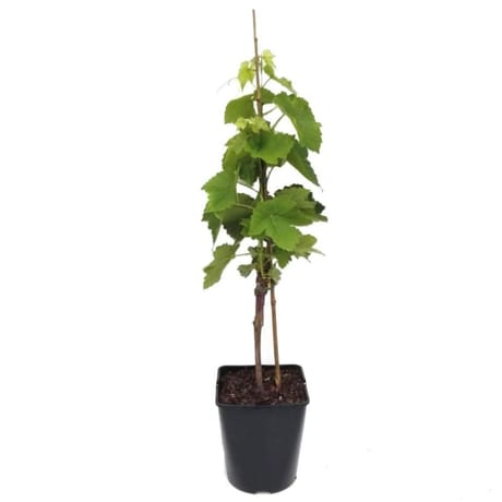 Plant de vigne raisin de table 50/60cm