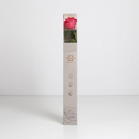 Rose naturelle stabilisée amorosa dark pink