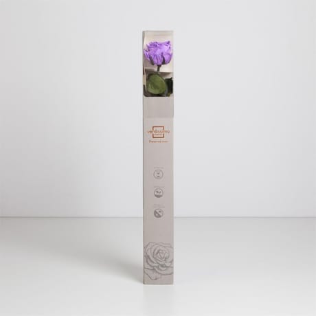 Rose naturelle stabilisée bright lila