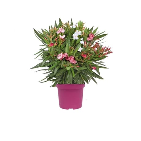 Laurier rose tricolor ct20 c5l ht 50-60 cm