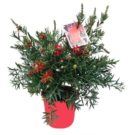 Callistemon laevis ct17 c3l ht30-40 cm