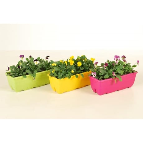 Viola cornuta jardinière colorée 27 cm