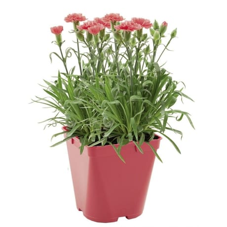 Oeillet de bouture pot 2 litres
