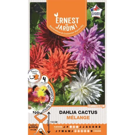 Bulbes dahlia cactus mélange  I/II X4