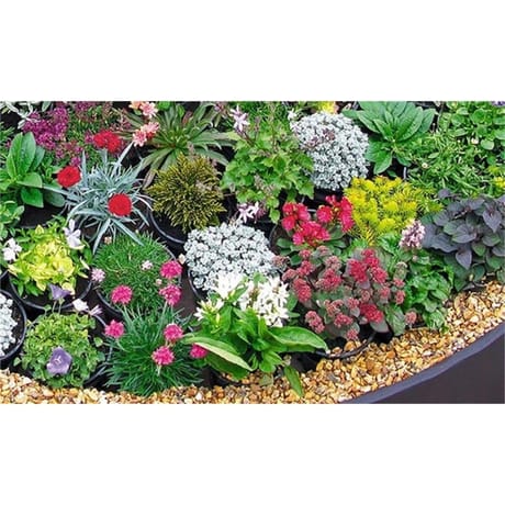 Vivaces variées exposition mi ombre c 0.65 l
