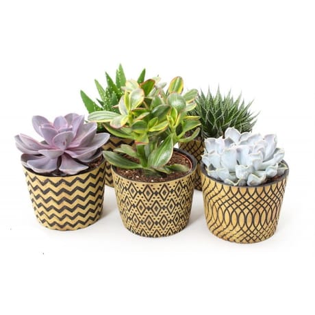 Mixte succulente pot décor style graphique