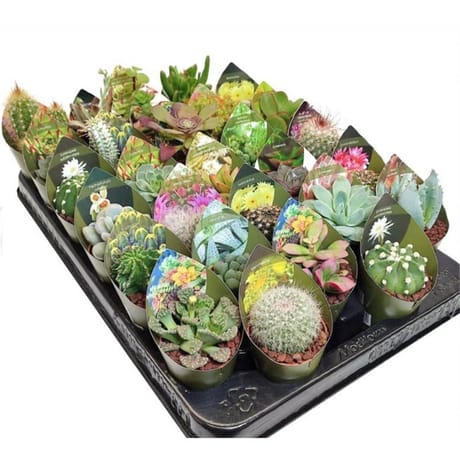 Cactus avec housse