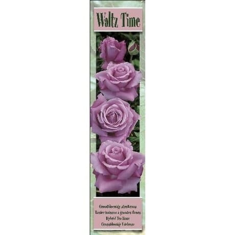 Rosier grandes fleurs waltz time lilas