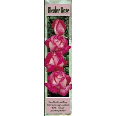 Rosier grandes fleurs déesse bicolore