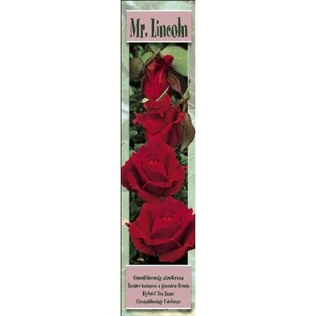 Rosier grandes fleurs mister lincoln rouge foncé