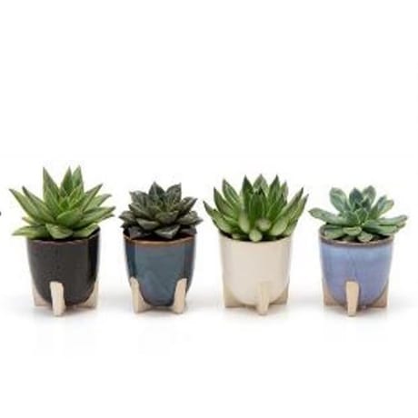 Mixte de plantes grasses pot décor