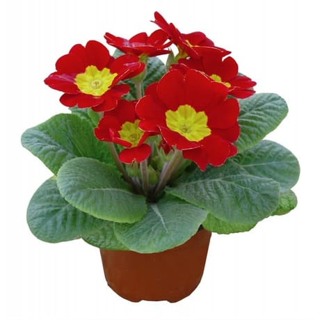 Primevère acaulis pot de 0.5 litres