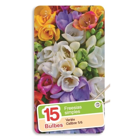 Freesia simple mélange 5/6 x15