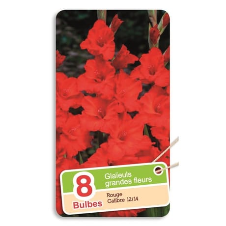 Glaïeul grande fleur rouge 12/14 x8