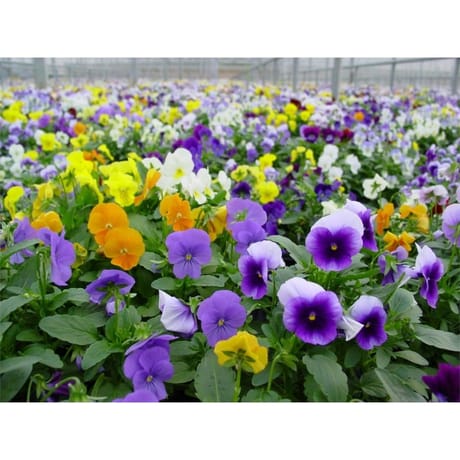 Viola cornuta mélange barquette de 6 plants godets de 7cm