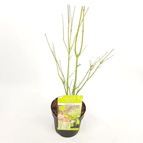 Acer palmatum going green' c 40/+