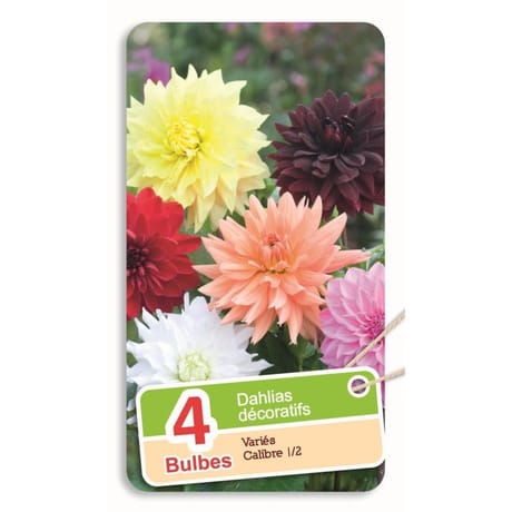 Dahlias décoratifs variés I / II x4