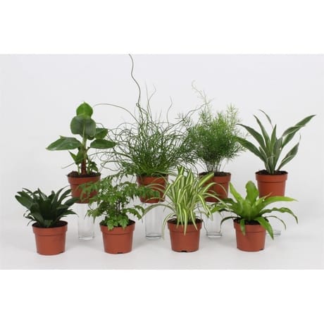 Mix plantes vertes budget