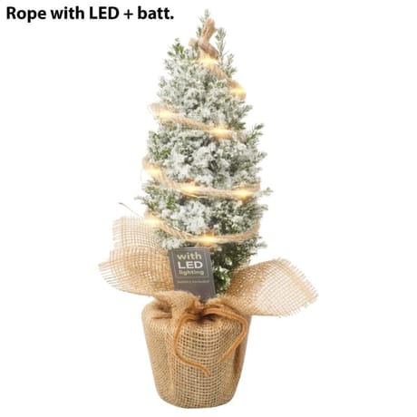 Cham. Ellwoodii rondella + lumières LED - pot 9 cm