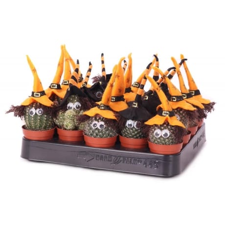 Cactus decoré Pot 5,5 cm