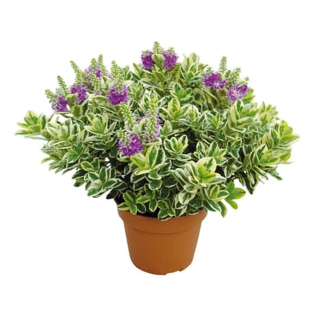 Véronique panachée pot 2 litres