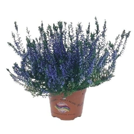 Callluna teintée pot de 0.5L