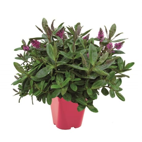 Véroniqueverte  pot 2l