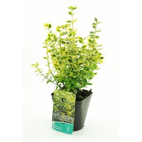 Euonymus emerald gold 3 litres