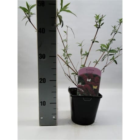 Buddleja rouge vp 2 litres