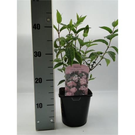 Deutzia rouge vp 2 litres