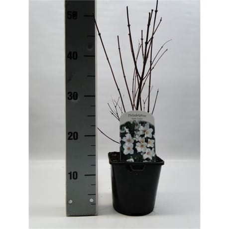 Philadelphus blanc vp 2l