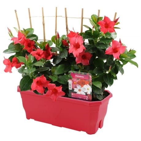 Dipladenia jardinière 40 cm palisse