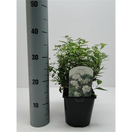 Spiraea blanc vp 2 litres