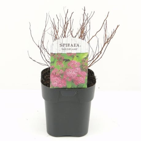 Spirarea feuillage jaune 2 litres