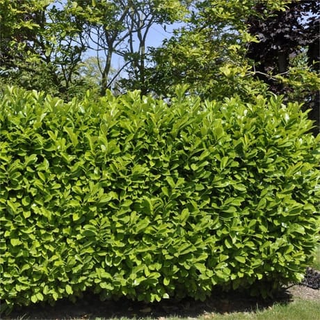 Prunus rotondifolia conteneur de 3 litres  hauteur de 40/60 cm