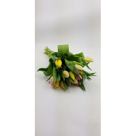 15 tulipes arlequin printemps