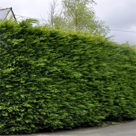 Cupressocyparis leylandii fastigie conteneur de 3 litres  hauteur de 60/80 cm
