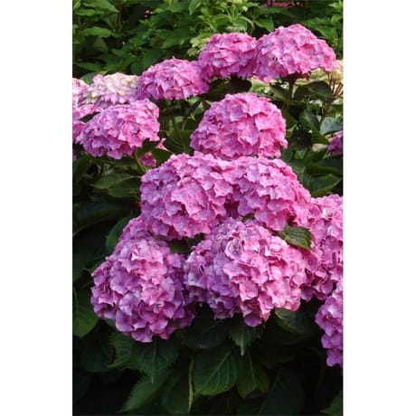 Hortensia de collection primeur c4,5