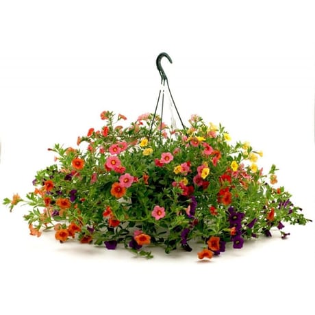 Calibrachoa suspension 25 cm