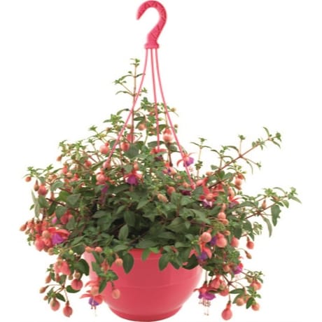 Fushia suspension 25 cm
