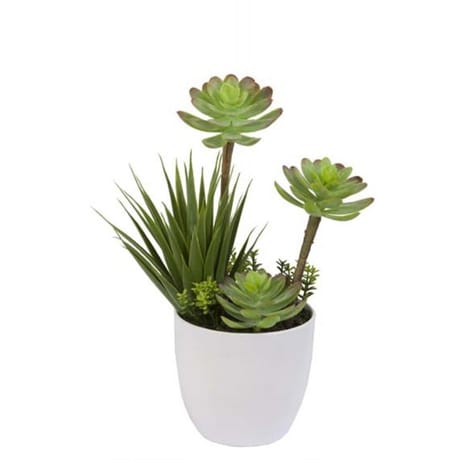 Cactées en pot blanc