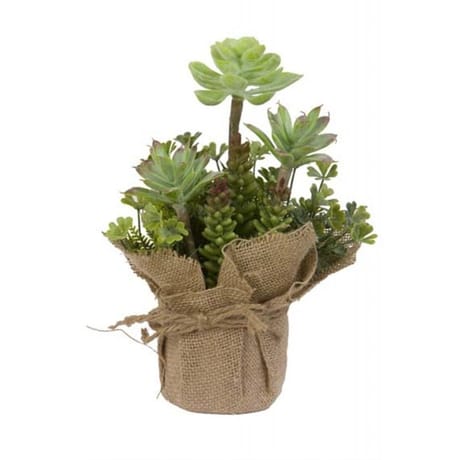 Cactées dans son sac en jute