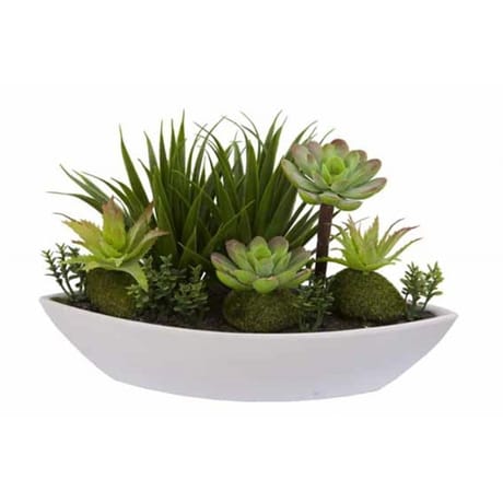 Composition de cactées gm