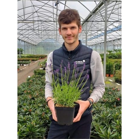 Lavandula intermedia variés C 2