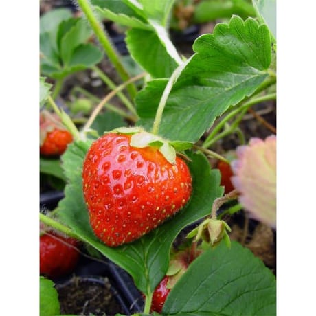 Fraisier gentonova barquette de 6 plants godet de 7cm remontant