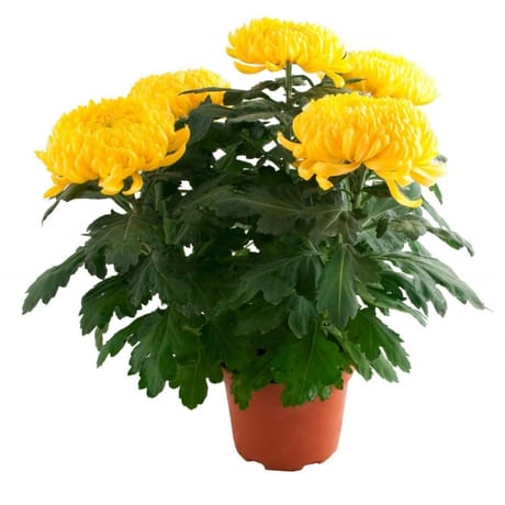 Chrysantheme grosse feurs  4/5 pot de 2 litres