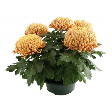 Chrysanthème grosses fleurs 5 tètes coupe de 23 cm